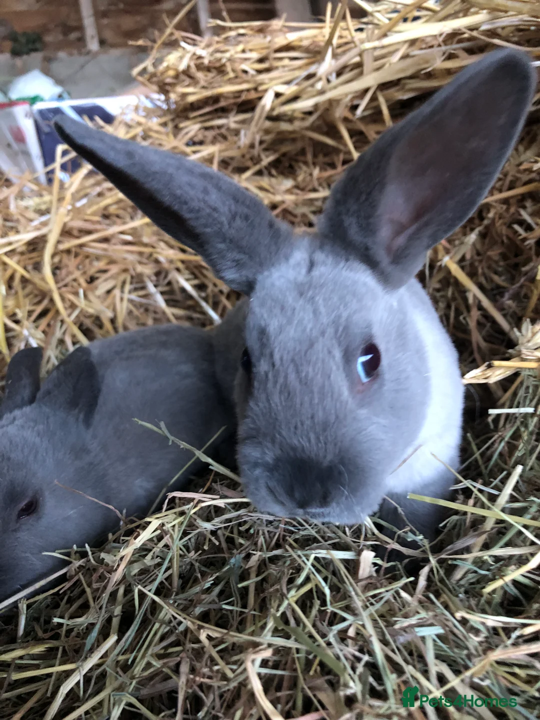 Rex rabbits for sale: Beautiful purebred velvet mini Rex rabbits 🐰🌿 - Advert 12