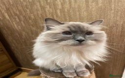 Ragdoll cats for sale: Beautiful, blue eyed female rag doll cat - Image 2