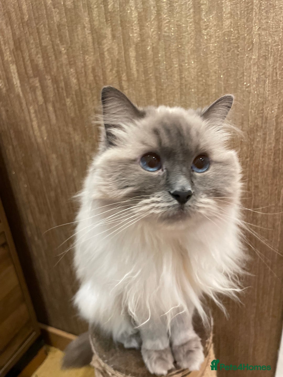 Ragdoll cats for sale: Beautiful, blue eyed female rag doll cat - Image 2
