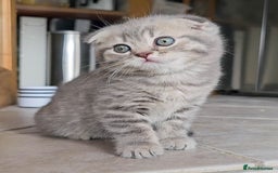 Scottish Fold cats for sale: Adorable Kittens Ready For New Home - Image 11
