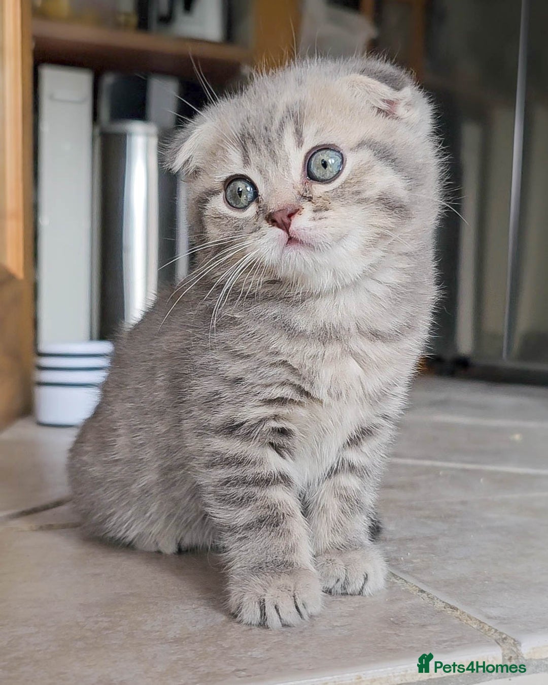 Scottish Fold cats for sale: Adorable Kittens Ready For New Home - Image 11
