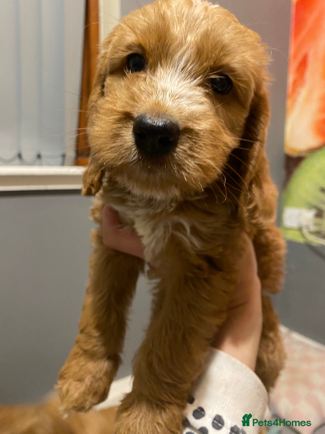 Labradoodle dogs for sale:  Australian Labradoodles Show Cocker Spaniel - Image 22