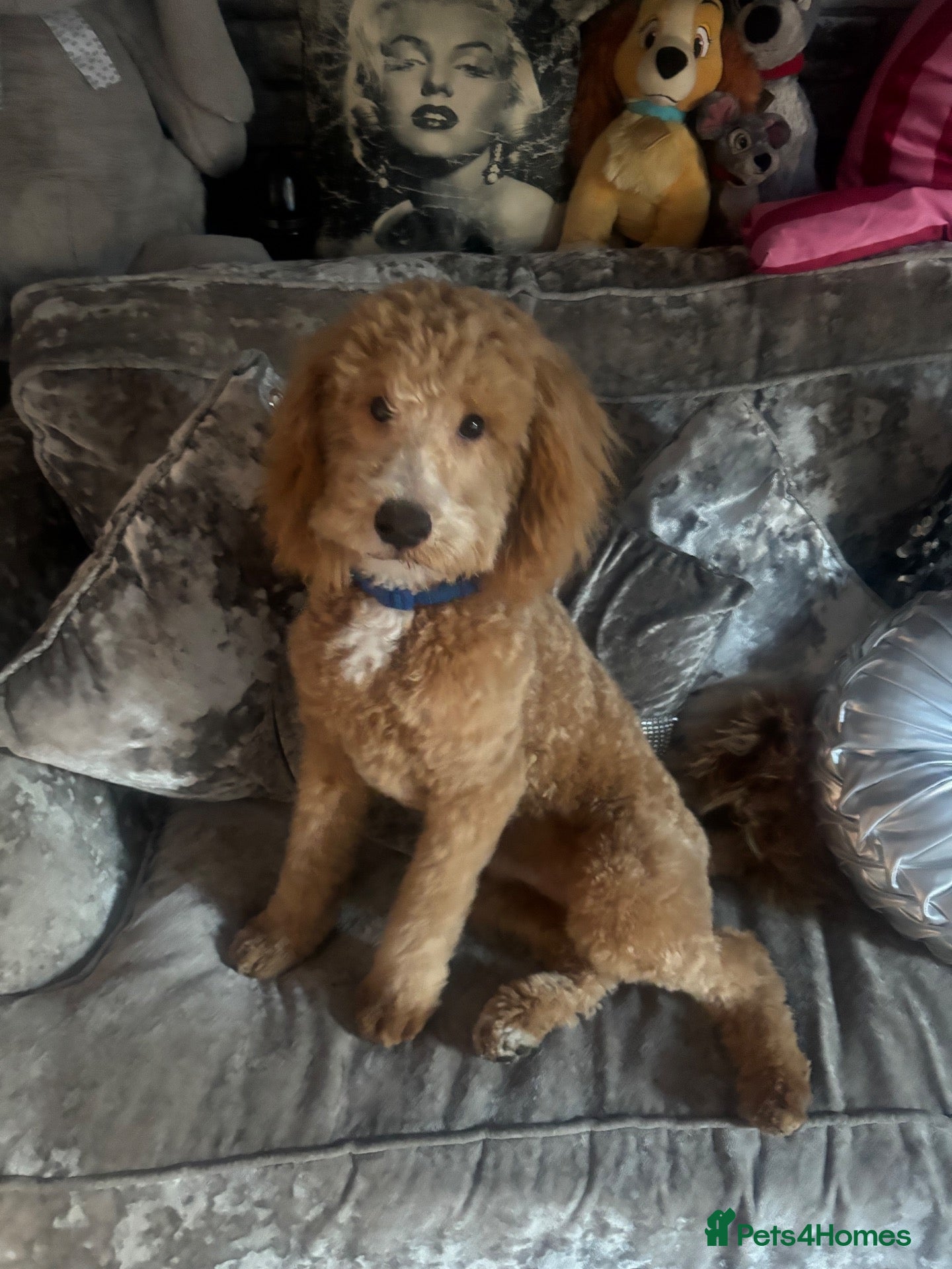 Cockapoo dogs 1 year old apricot cockapoo - Advert 1