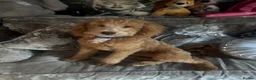 Cockapoo dogs for sale: 1 year old apricot cockapoo - Advert 1