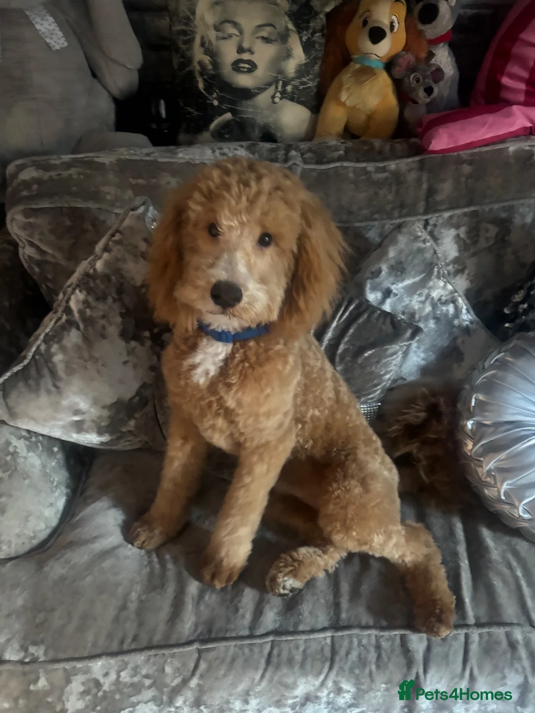 Cockapoo dogs for sale: 1 year old apricot cockapoo - Advert 1