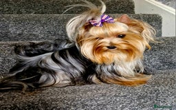 Yorkshire Terrier dogs for sale: Blue Merle& Black  - Image 5
