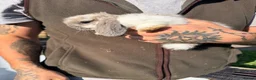 Mixed Breed rabbits for sale: Rabbits in Sunderland - Advert 4
