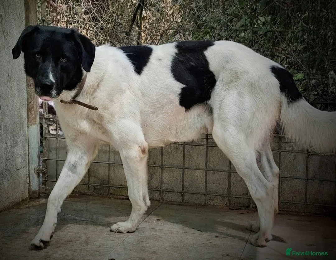 Mixed Breed dogs for adoption: 💔 Meet Thaison: waiting for a Second Chance 💔 - Advert 3