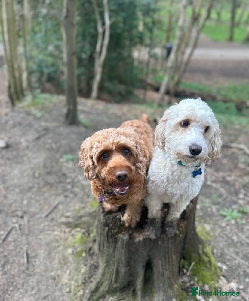 Cockapoo dogs Apricot cockapoo puppies-not to be missed🍑🐾 - Advert 6