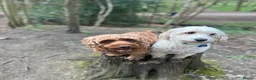 Cockapoo dogs for sale: 🐾Outstanding quality cockapoo puppies🐾-🍫❤️ in London - Advert 2