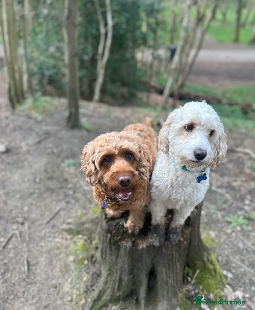 Cockapoo dogs for sale: 🐾Outstanding quality cockapoo puppies🐾-🍫❤️ in London - Advert 2