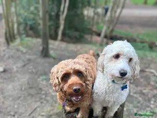 Cockapoo dogs Apricot cockapoo puppies-not to be missed🍑🐾 - Advert 6
