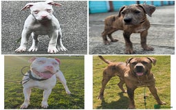 Mixed Breed dogs for sale: American Bulldog X Mastiff mix  - Image 6