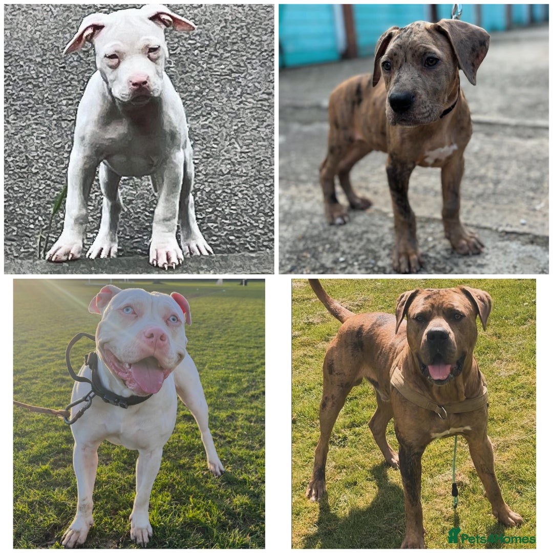 Mixed Breed dogs for sale: American Bulldog X Mastiff mix  - Image 6