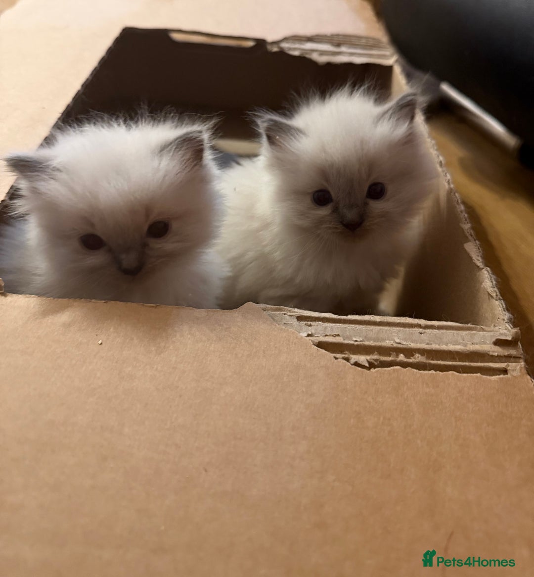 Ragdoll cats for sale: 🐾 Pure Ragdoll Kittens Looking for Loving Homes  - Image 2