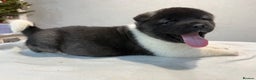 Akita dogs for sale: AMERICAN AKITA LOOKING FOR HOME - Advert 21