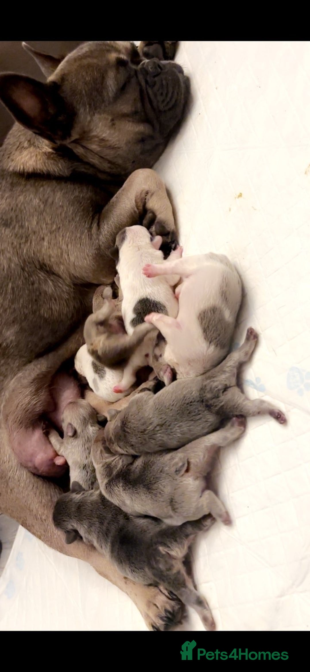 French Bulldog dogs for sale: French Bulldogs  - Image 12