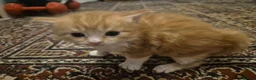 British Shorthair cats for sale: Beautiful mixed kittens - Advert 10