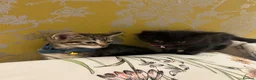 Ragamese cats for sale: Ragameze  - Advert 8