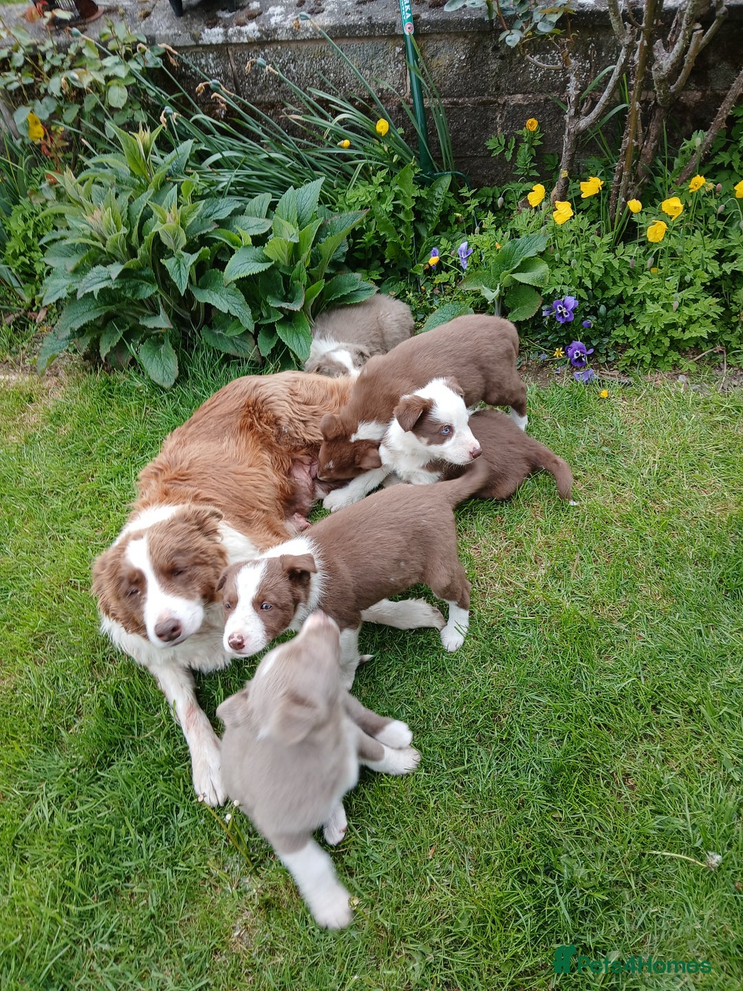 Border Collie dogs for sale: 5 border collie puppies for sale in Builth Wells - Image 8