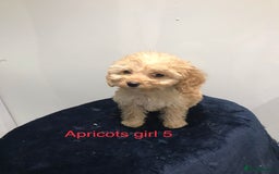 Cockapoo dogs for sale: F1 Cockapoo - Image 10