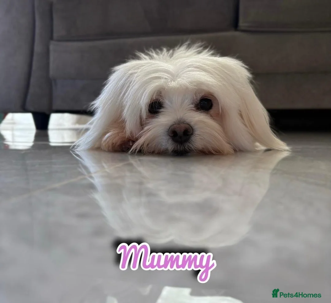 Maltipoo dogs for sale: Maltipoo puppys  in Swanley - Advert 6