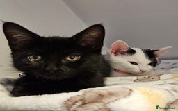 Domestic Shorthair cats for sale: 2 girl kittens - Image 1