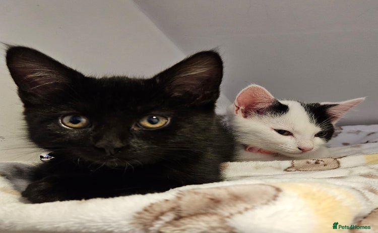Domestic Shorthair cats - Advert 3