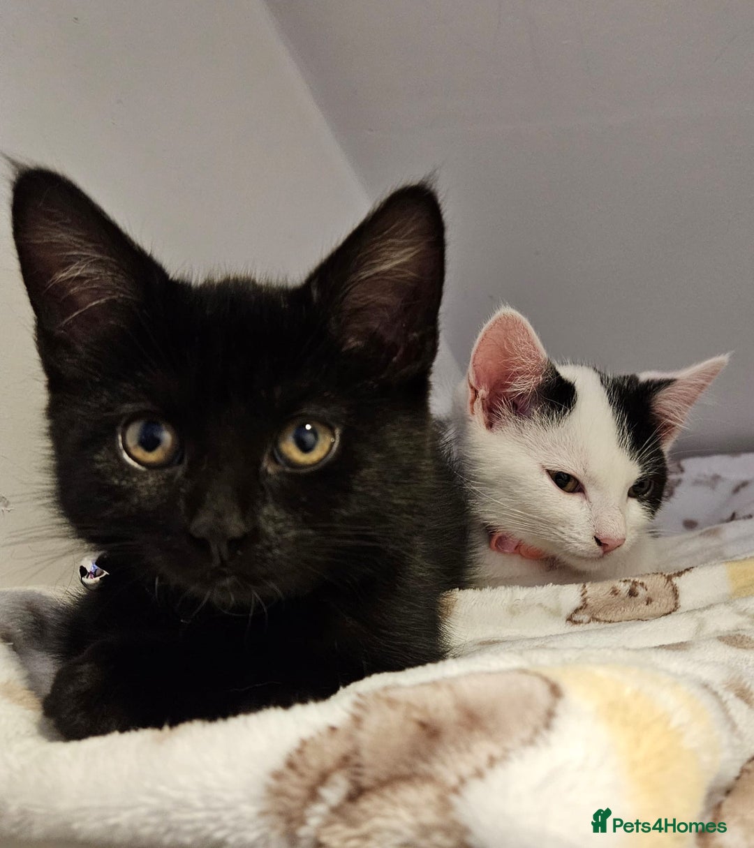Domestic Shorthair cats for sale: 2 girl kittens - Image 1