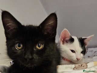 Domestic Shorthair cats - Advert 36