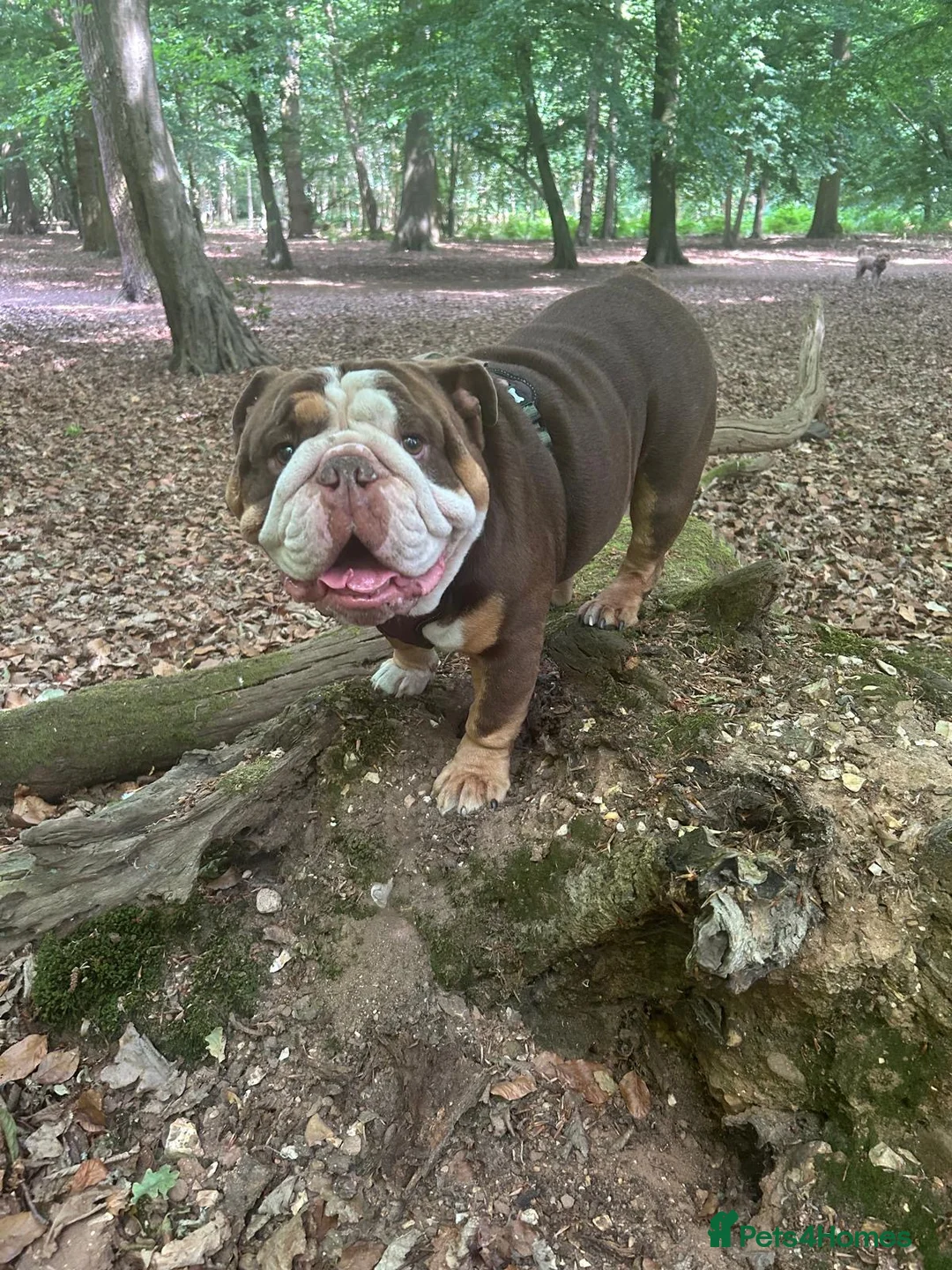 English Bulldog dogs for sale: British Bulldog Male for Sale - Advert 2