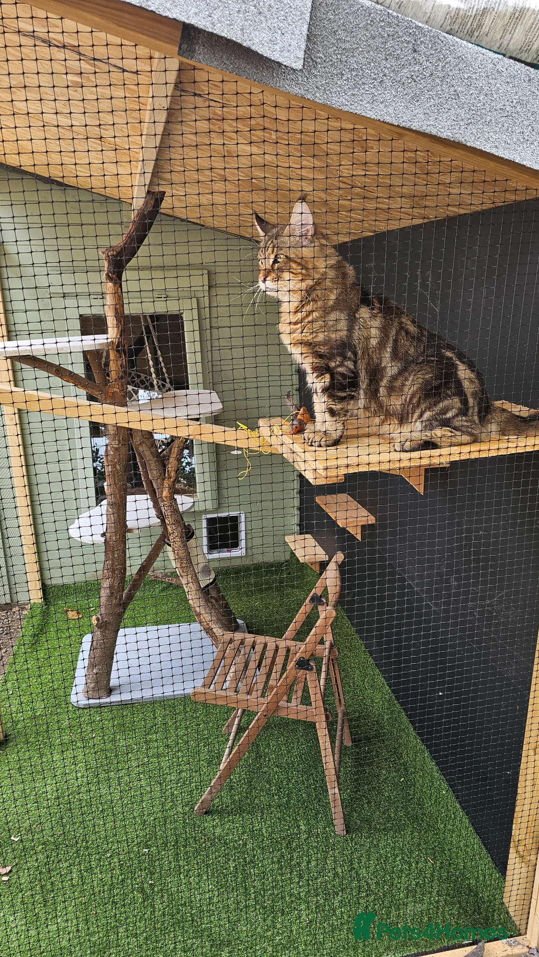 Maine Coon cats for stud: Proven Maine Coon Tulio for stud - Advert 3