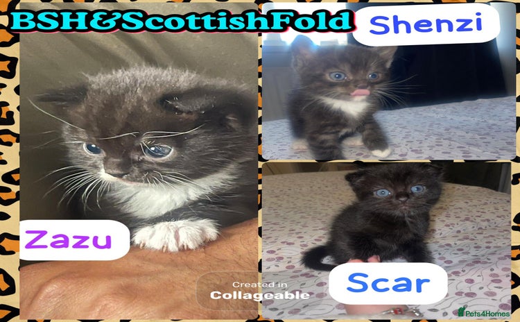 Mixed Breed cats - Advert 2