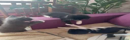 Mixed Breed cats for sale: 3 kittens  - Advert 19