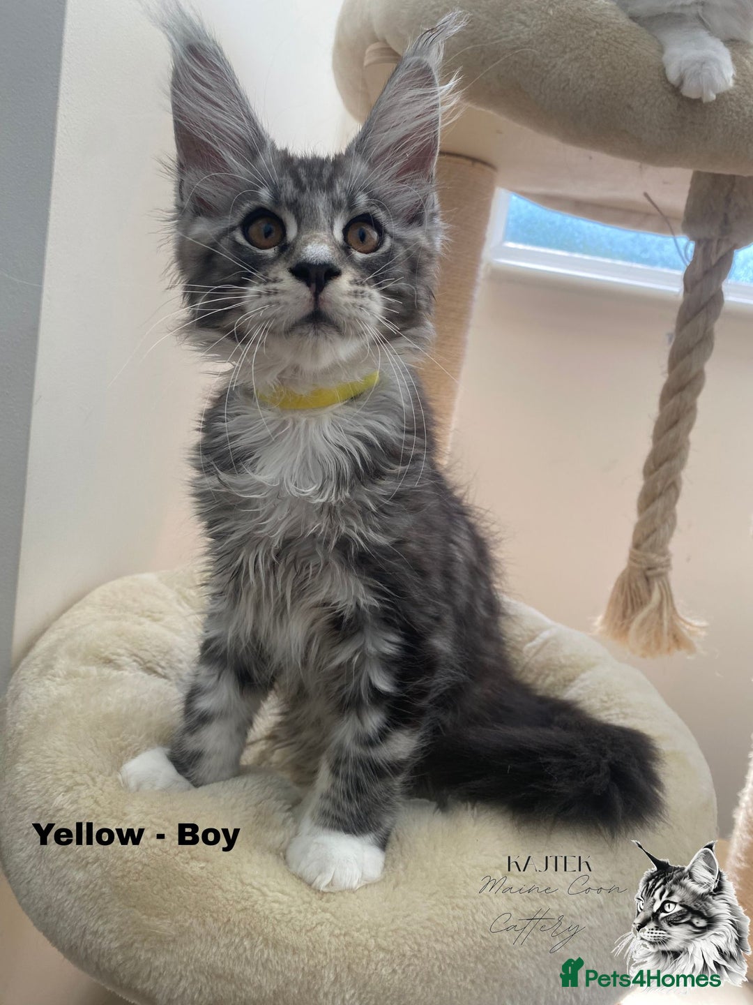 Maine Coon cats for sale: Russian lane fluffy XXL Maine Coons - Image 5