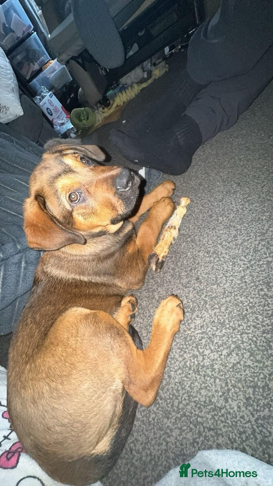 Mixed Breed dogs for sale: Tyson - Advert 7
