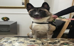 Huskita dogs for sale: Nella  - Image 4