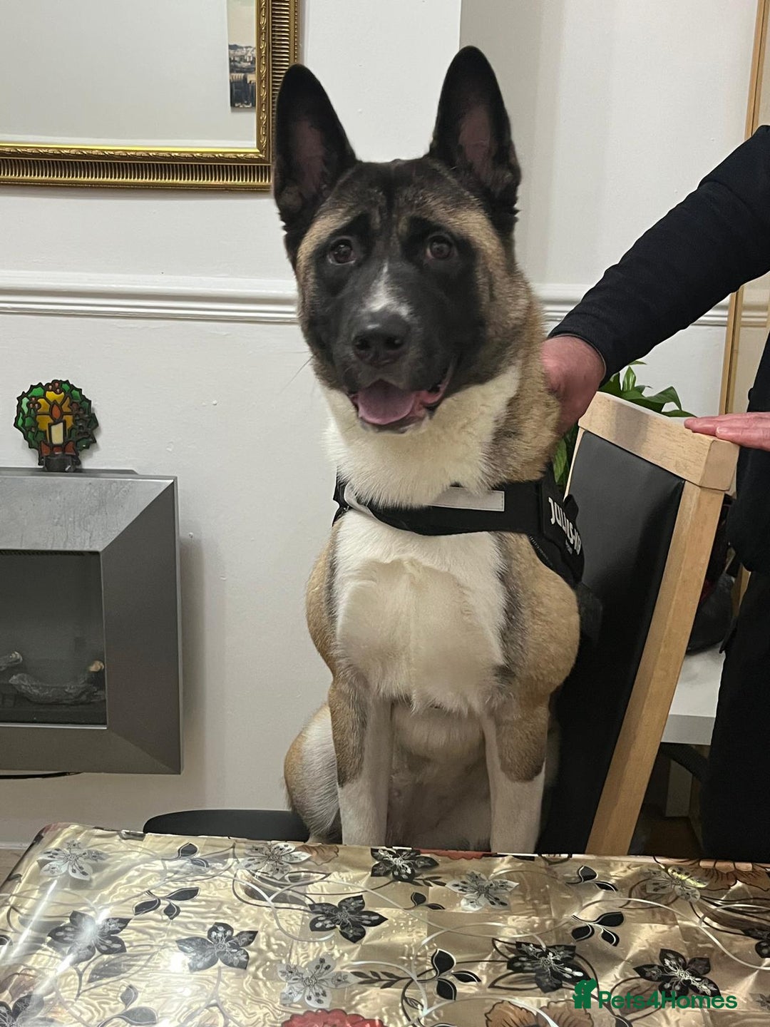 Huskita dogs for sale: Nella  - Image 4