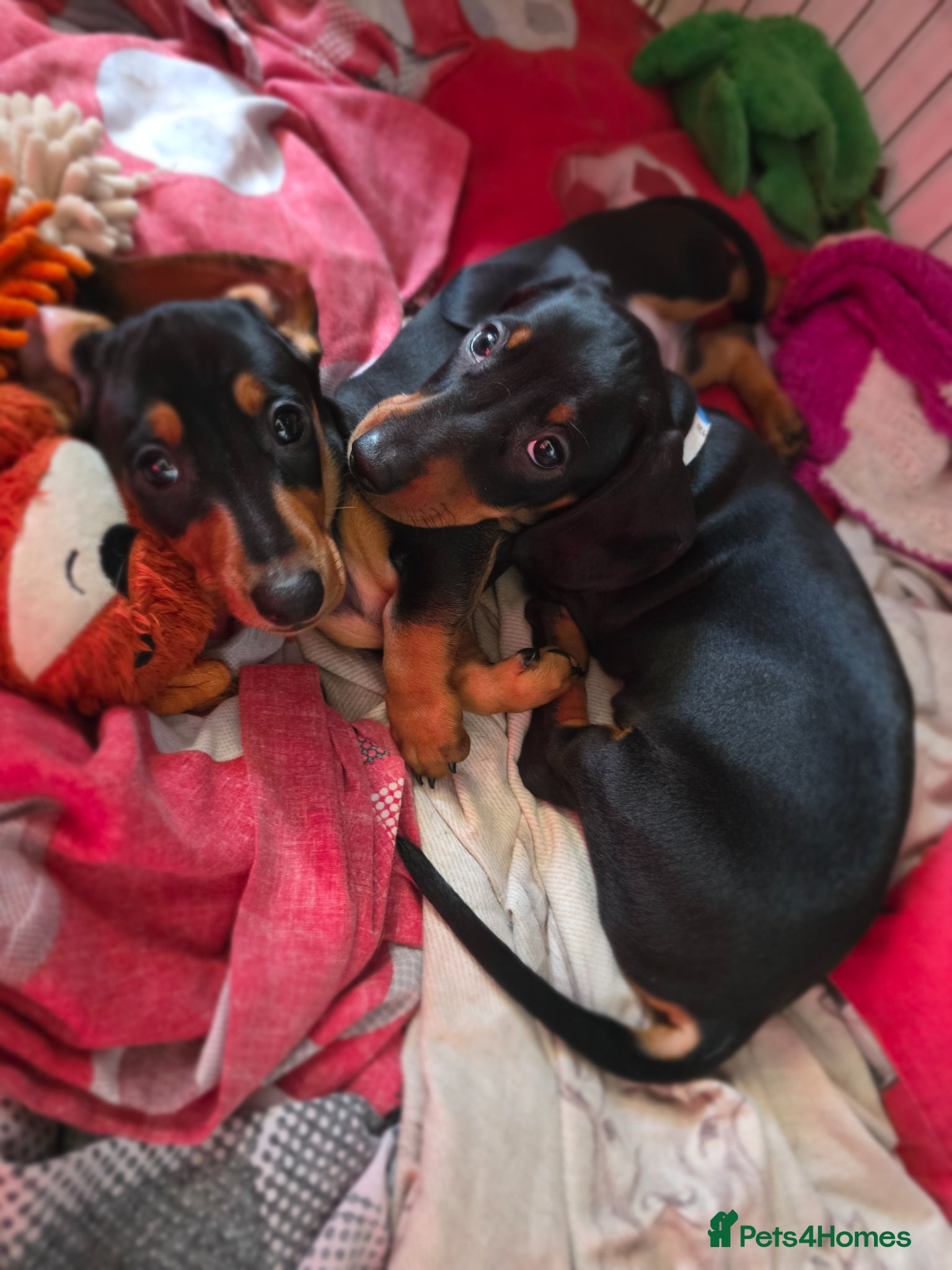 Miniature Dachshund dogs SILVER/BLACK Adorable dachshund puppies for sale😍 - Advert 7