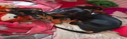 Miniature Dachshund dogs for sale: BLACK/TAN Adorable dachshund puppies for sale😍 - Advert 4