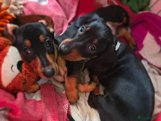 Miniature Dachshund dogs SILVER/BLACK Adorable dachshund puppies for sale😍 - Advert 7