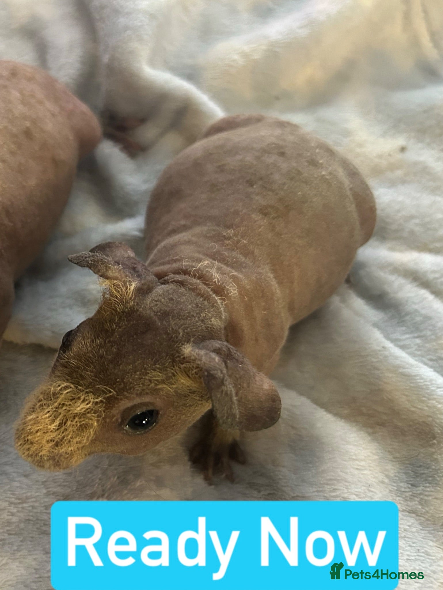 Guinea Pig rodents Skinny Pig Boars  - Advert 14