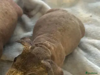 Guinea Pig rodents Skinny Pig Boars - Advert 14