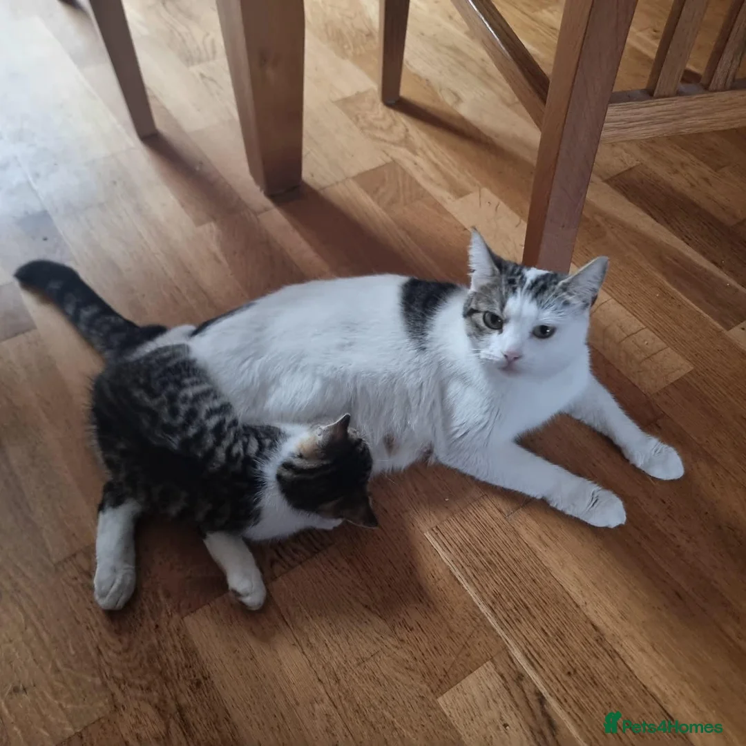 Mixed Breed cats for sale: 7 Beautiful Kittens For Sale!!!!!!! - Advert 2