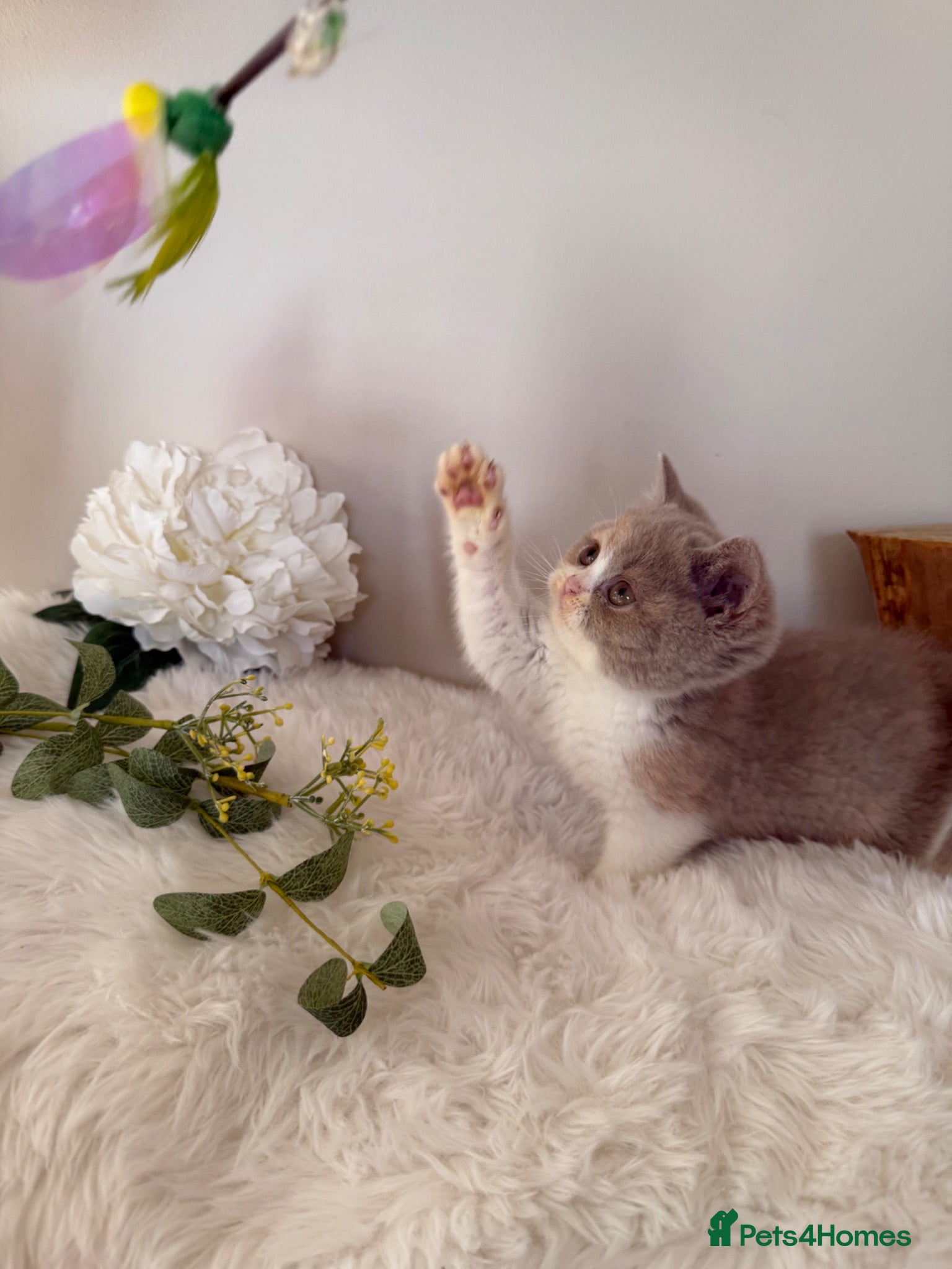 British Shorthair cats Full Pedigree/Registered BSH from £995 - Advert 2