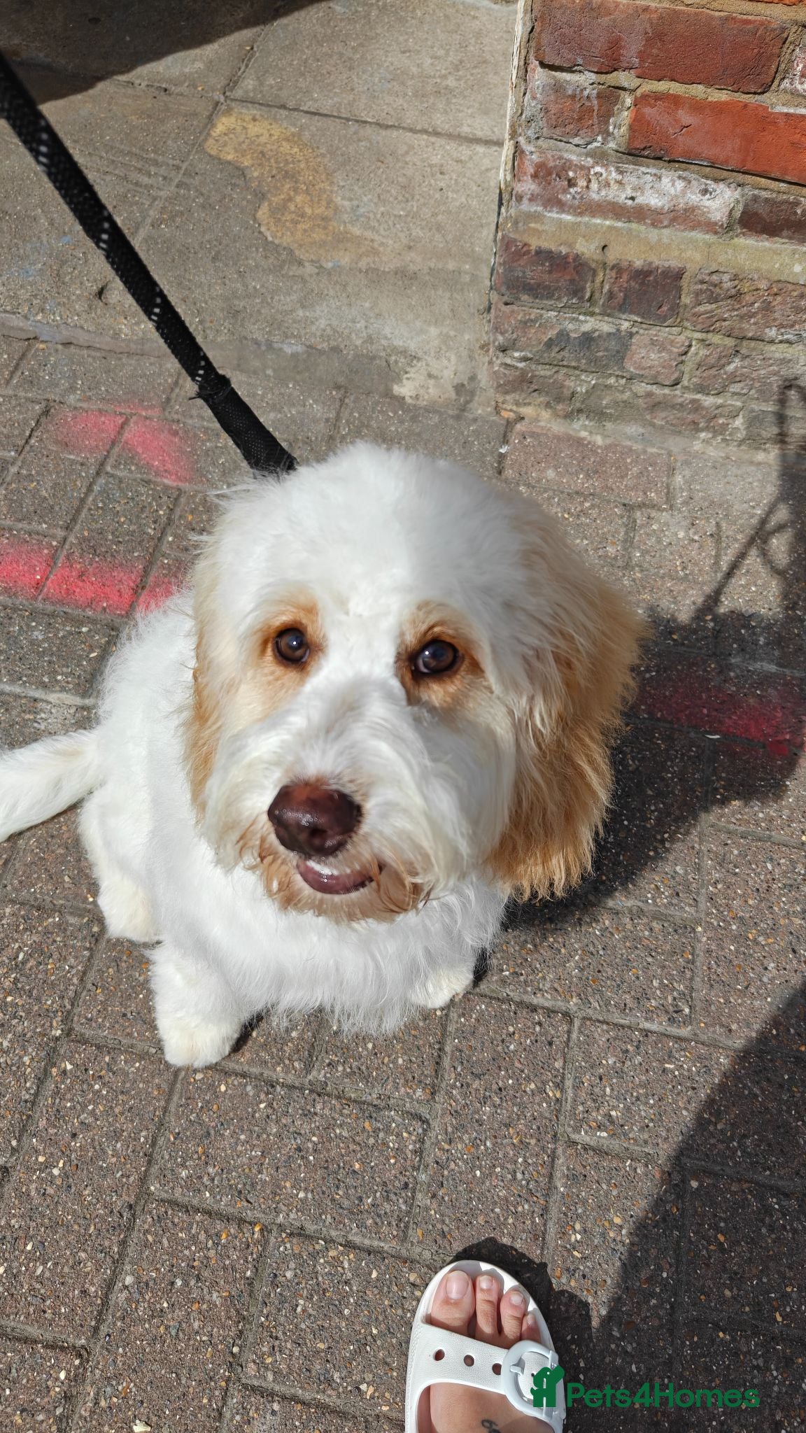 Cockapoo dogs 7 month puppy for re-home  - Advert 2