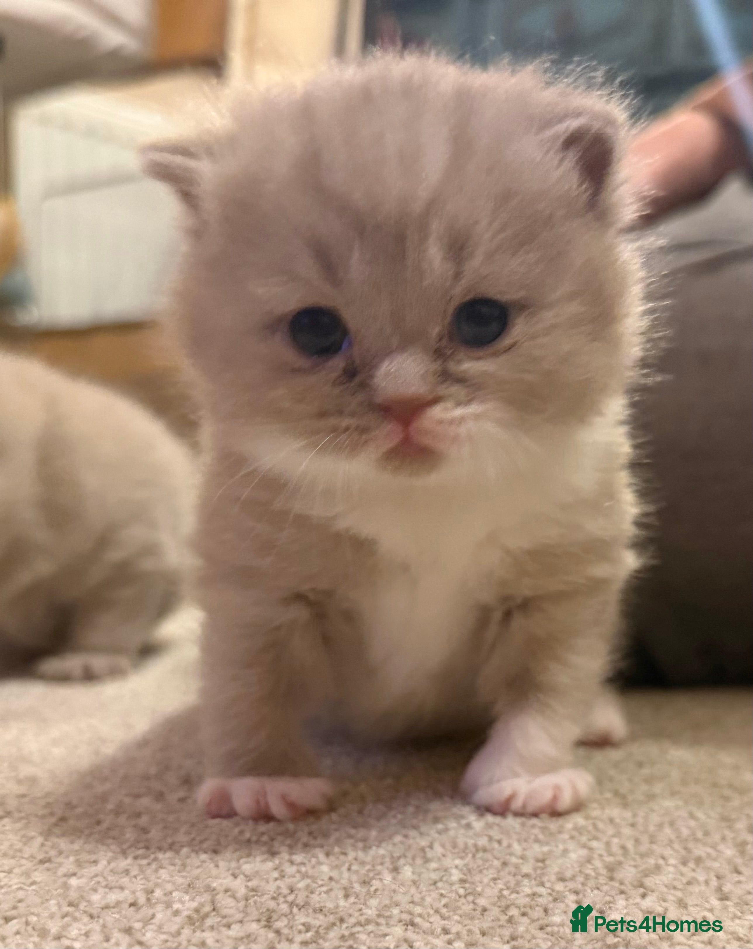 British Shorthair cats Fantastic Pedigree Lilac BSH Kiitens - Advert 14