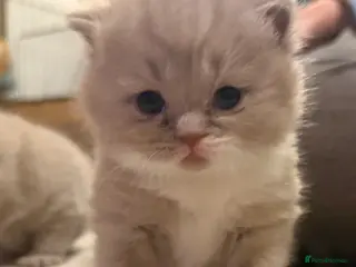 British Shorthair cats Fantastic Pedigree Lilac BSH Kiitens - Advert 14