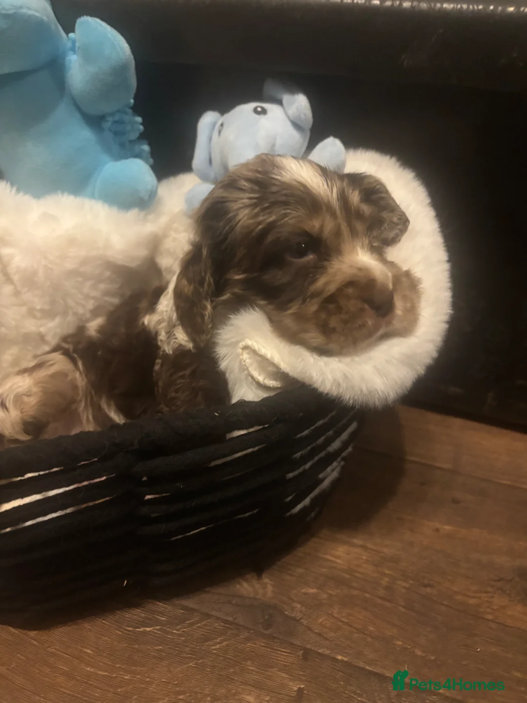 Cocker Spaniel dogs for sale: Cocker spaniels - Advert 8