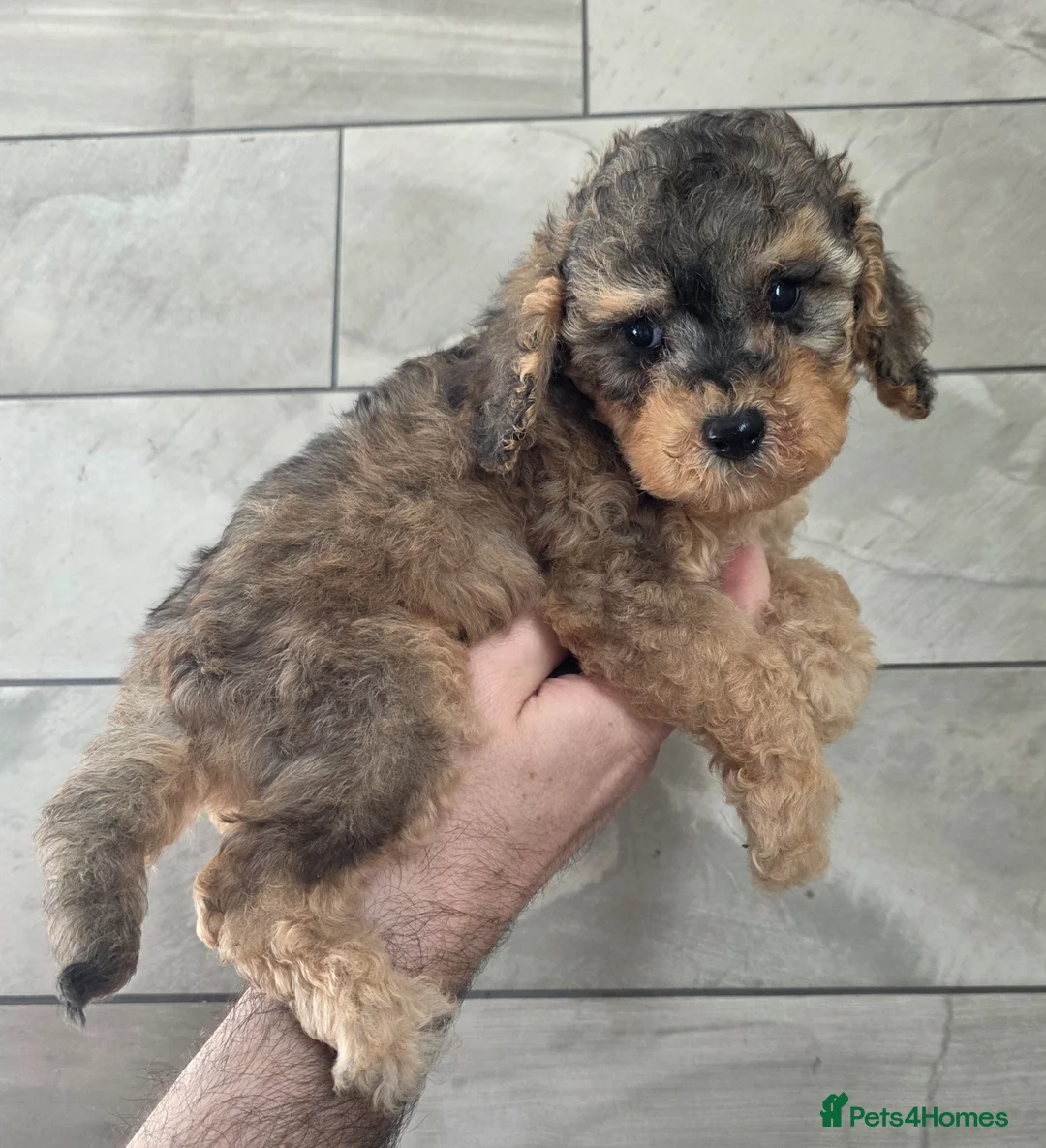 Cockapoo dogs for sale: F1b SABLE Cockapoo Boy. DNA Health Tested. - Advert 2
